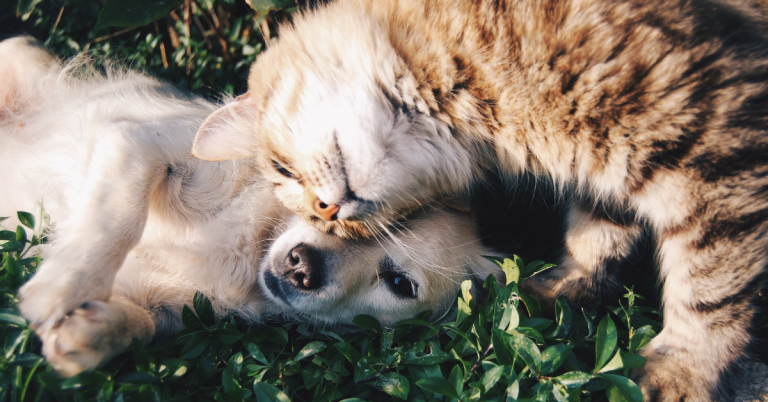 Ten Adorable Books for Pet Lovers