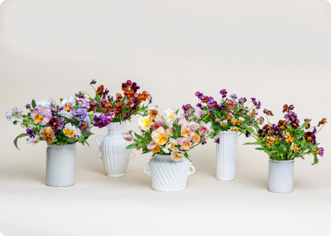Pansy arrangements by Brenna Estrada